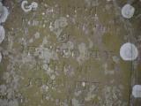 image of grave number 796893